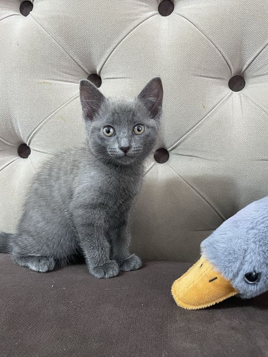Отдам котят (доставим сами)
