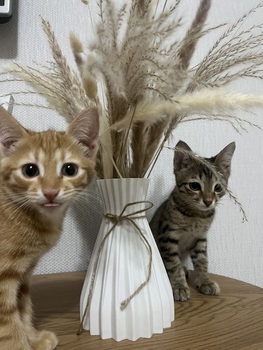 Котенок бесплатно