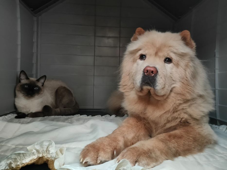 De vânzare Cușcă de câine