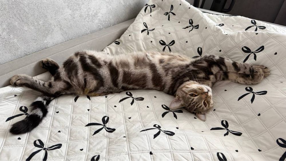 Отдам в хорошие руки кота.