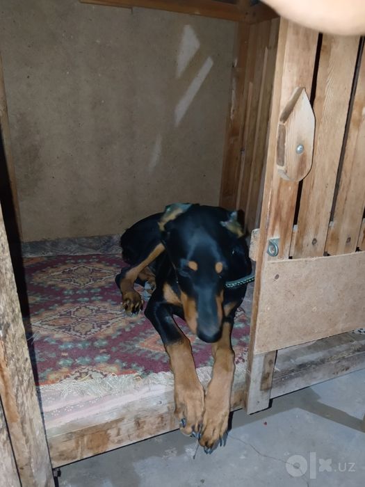 Doberman qizbola