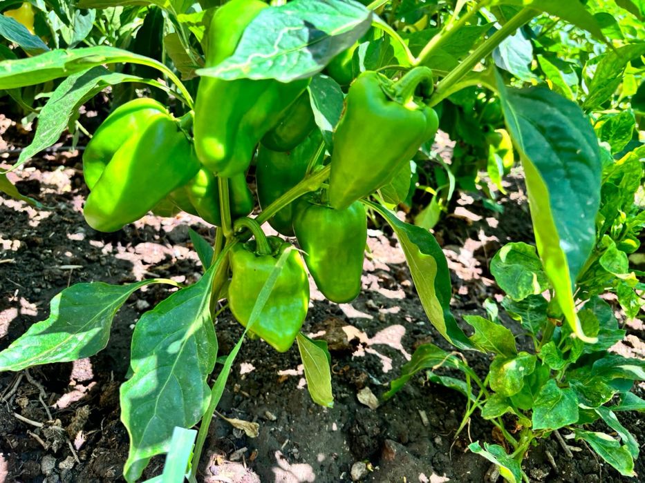 Фрукты овощи ягоды Атырау