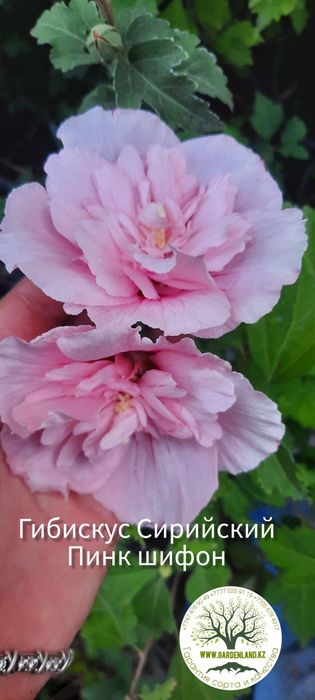 Гибискус древовидный, садовый, махровый - 5 сортов