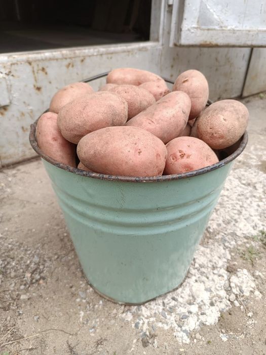 Домашний картофель