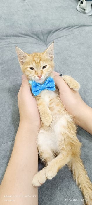 Рыжий очаровательный которебёнок