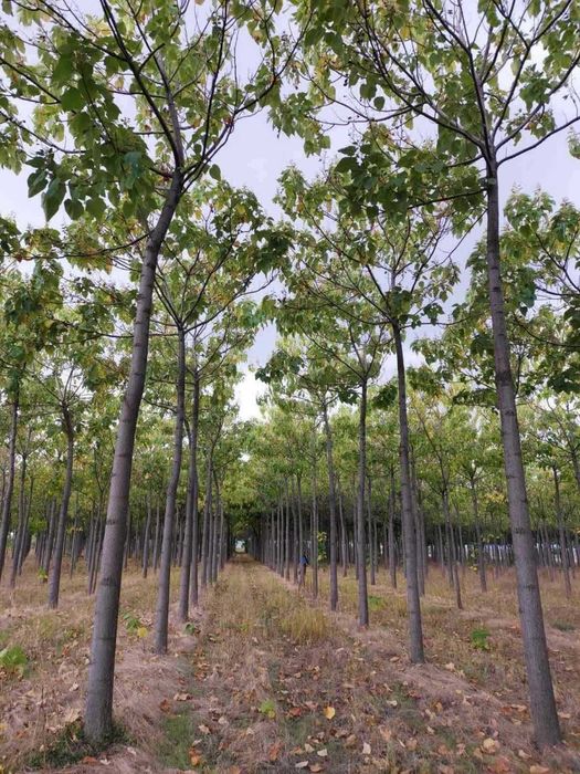 Продава се Земеделски имот в с. Чинтулово, Област Сливен -  кв.м за 642 €/дка - Снимка #1