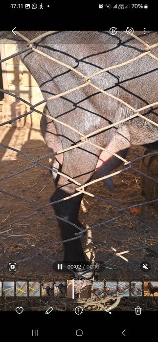 Сауын ешки, лактар сатылады