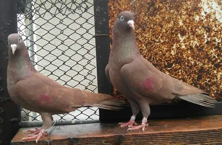 Пазарджишки гълаби високолетачи съсфдобри полети