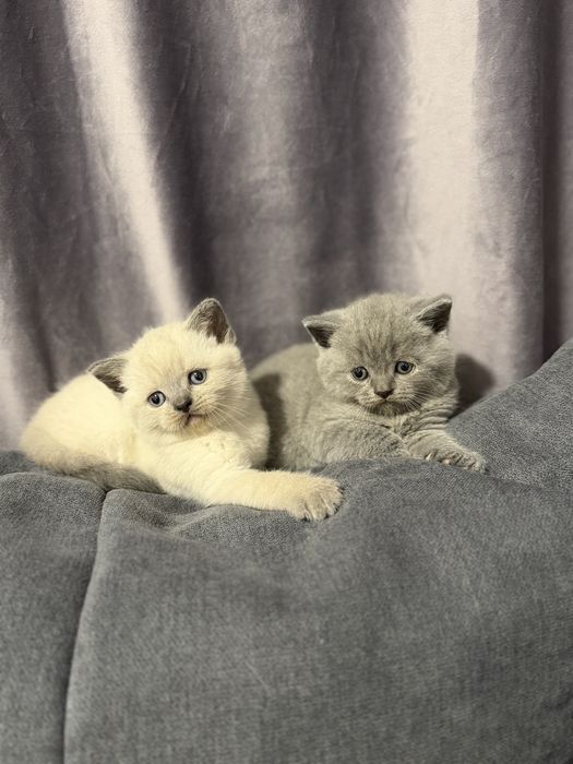 British shorthair blue