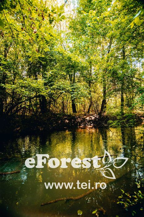Loturi de teren în eForest, după Buftea, cu acces direct la DN1A