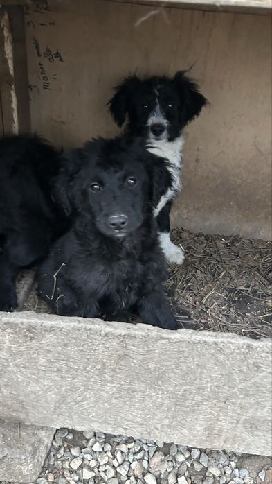 Donez cațelusi jucausi