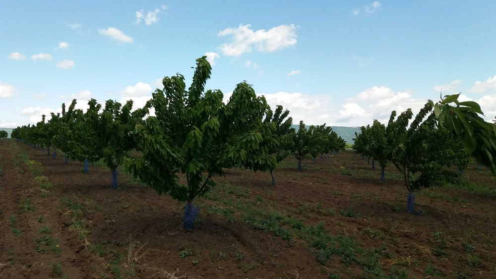 Продава се 11 дка млада черешова градина
