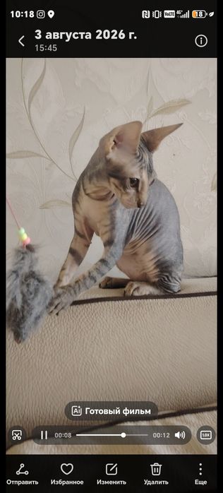 Котенок девочка 25.04.26