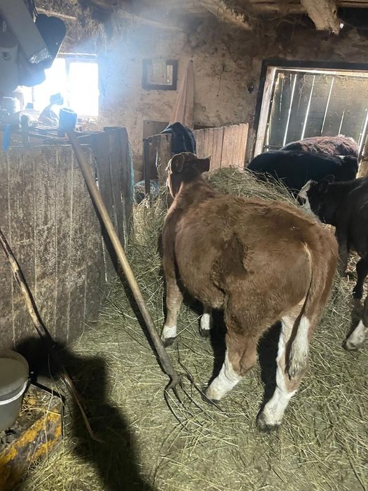 Vând patru tarurasi