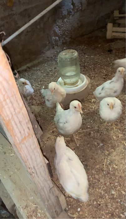 tovq va horoz sotilad