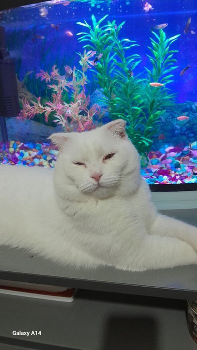 Кошка фолд очень умный