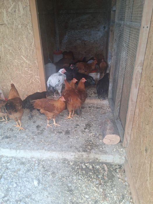Cocosei australorp si new hampshire