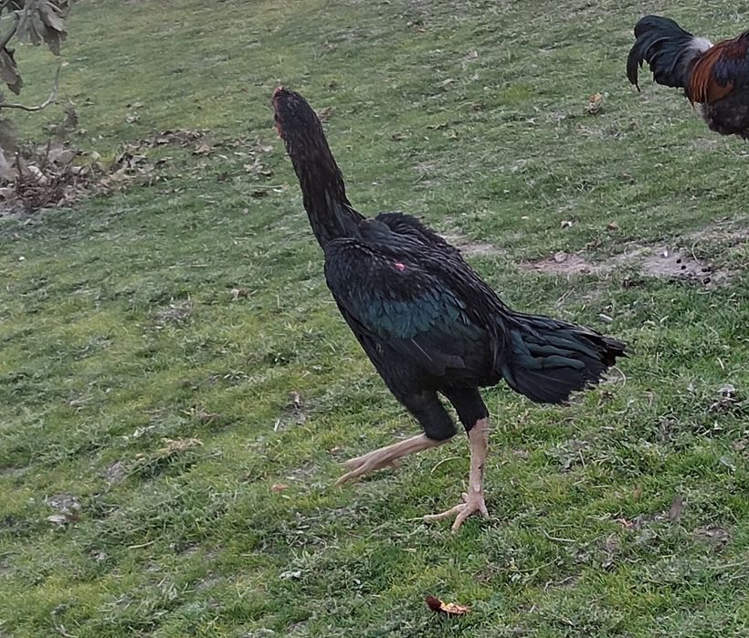 Xo'roz zot olishga bolaveradi