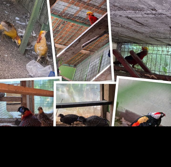 Vand Pauni An I II III IV V VI(fazani comuni ,Pe rosu,Pe galben,Regali