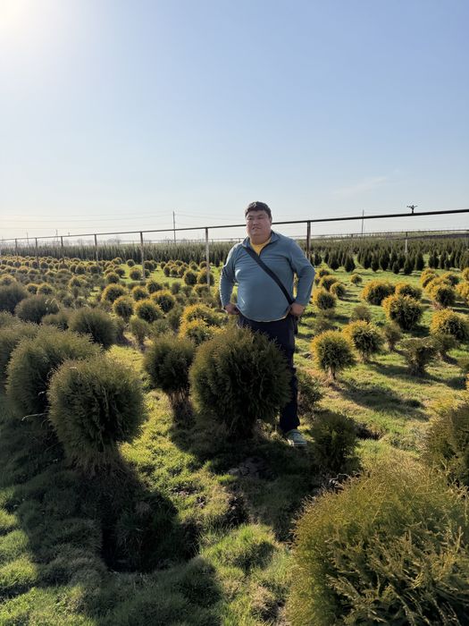 Озеленение участка под ключ