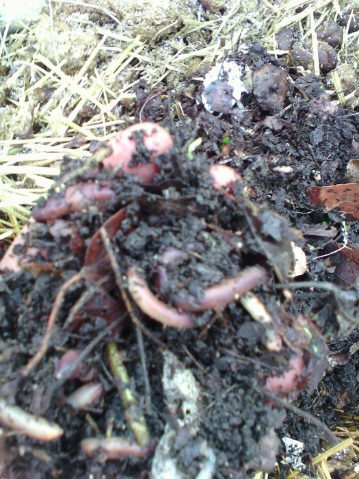 Едър земен червей за сом