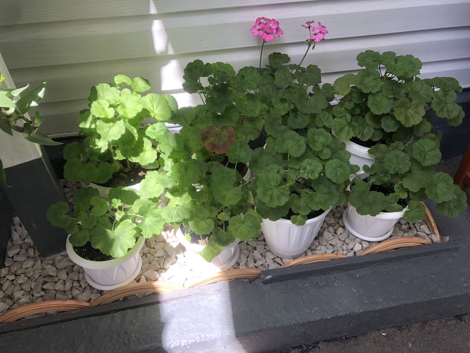 Комнатные цветы Разных сортов