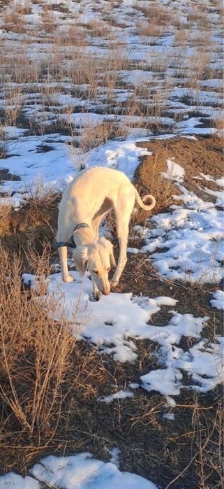 Тазы каншык сатылады