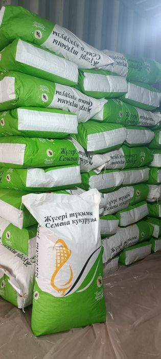 Жугери урыгы семена кукурузы