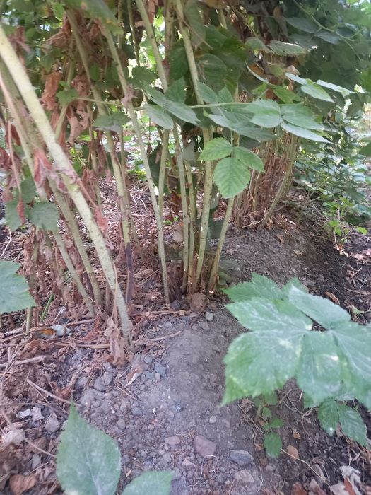 Малина малина malina