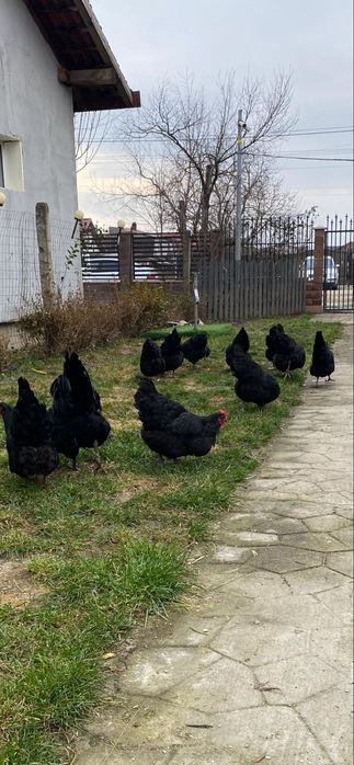 Oua australorp ,marans,motata olandeza si araucana pentru incubat