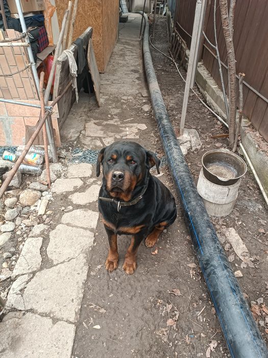 Вязка собак Ротвейлер