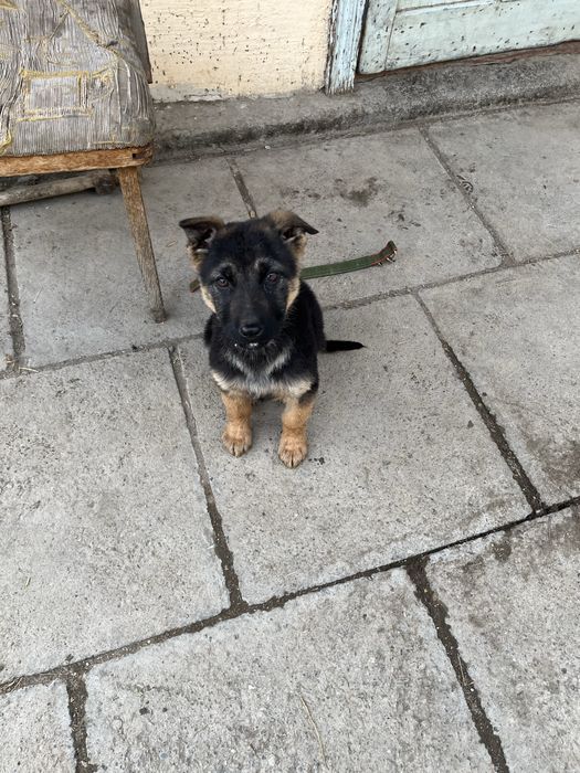 Немецкий овчарка сатылады