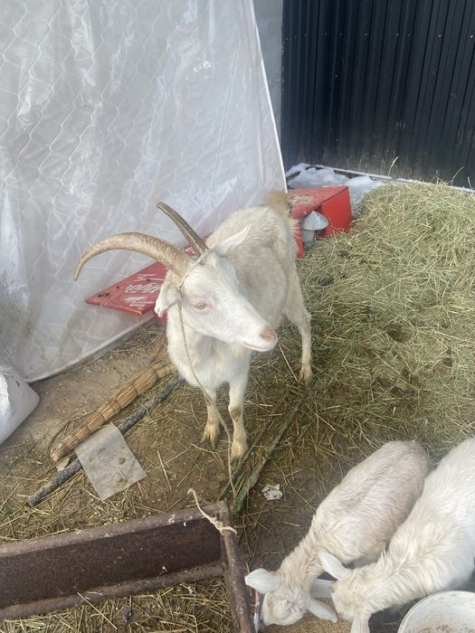 Ешкі екі баласымен