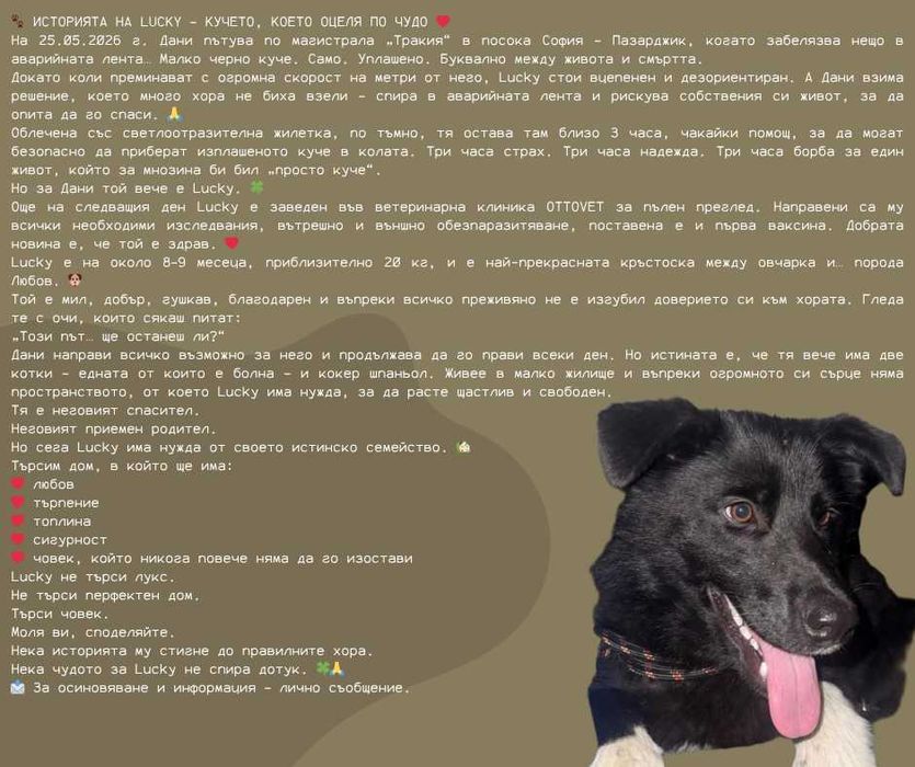 Lucky търси любящо семейство