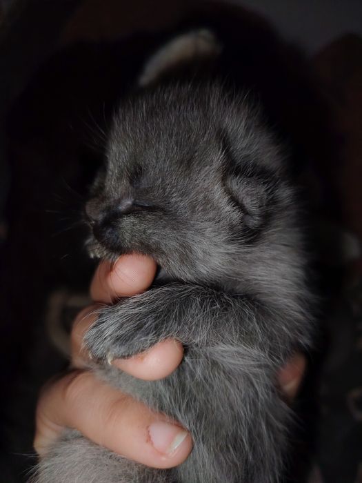 Mushuk bolalari sotiladi