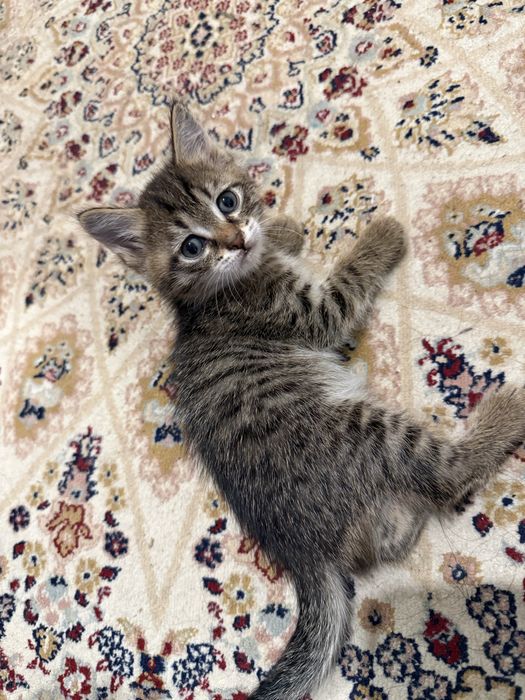 Котята домашние