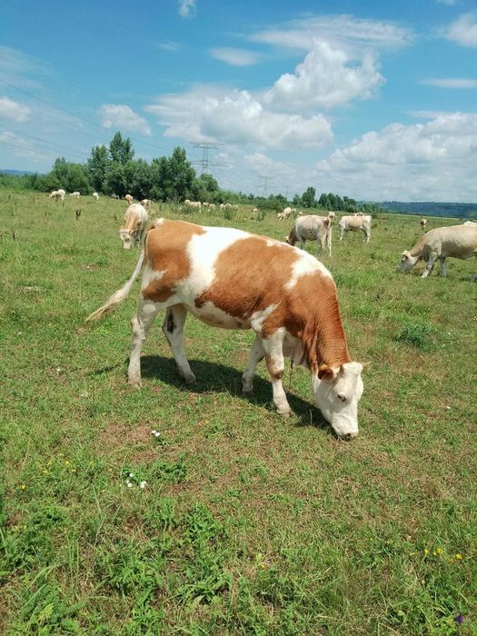 Vând 10 vițele si 1 taur
