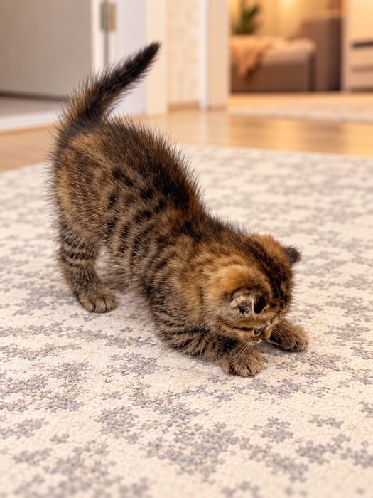 Шотландский вислоухий котенок