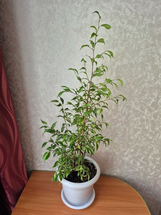 Продам комнатные цветы с горшками