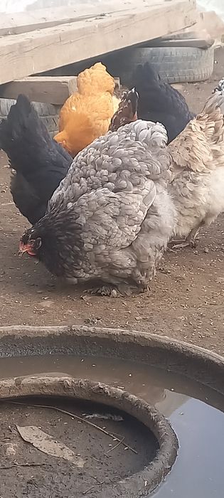 Продам инкубационное яйцо