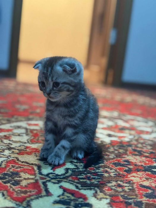 Котята вислоухие