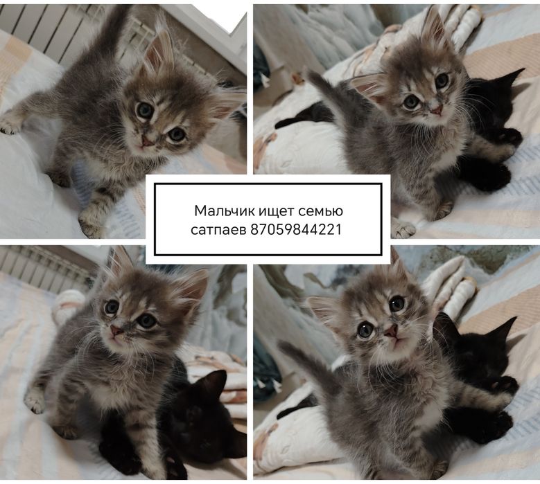 Отдам котят в добрые и ответственные руки