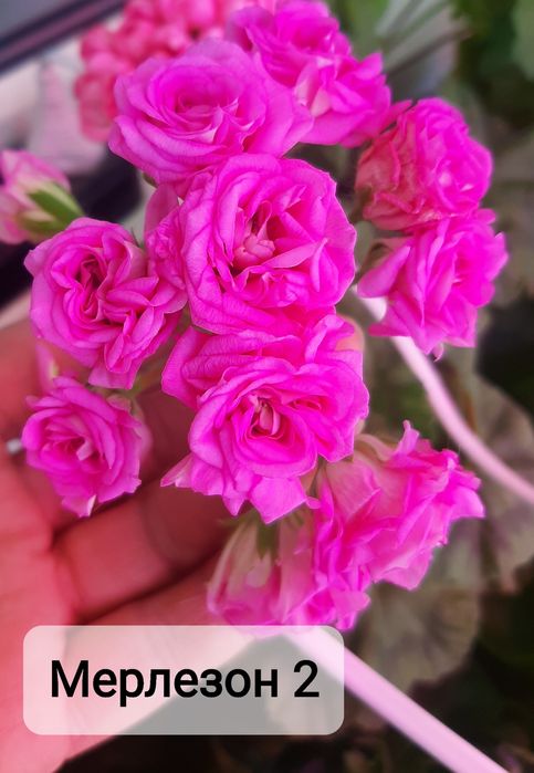 Укоренённые черенки сортовых пеларгоний