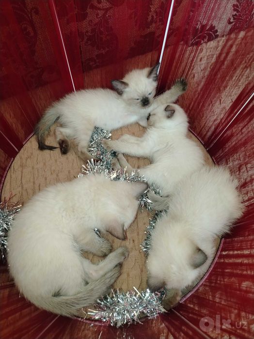 Продаю сиамских котят