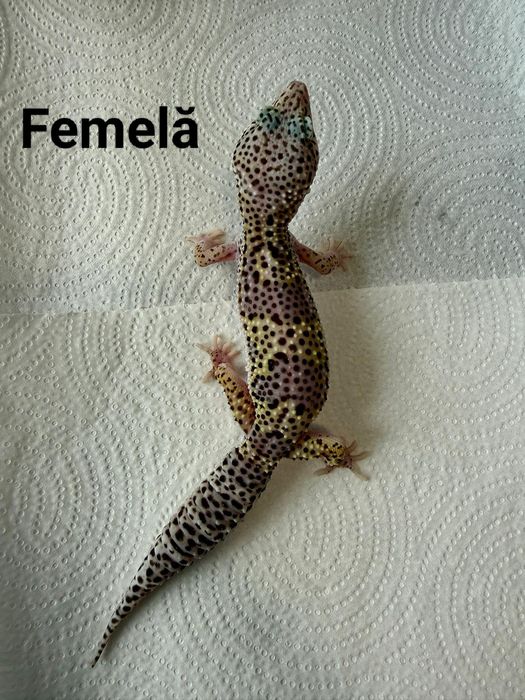 Șopârlă Gecko Leopard