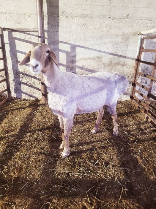 Qòy sovluq sotiladi