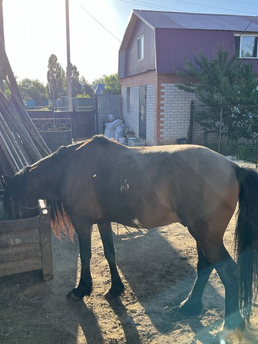 Айғыр сатылады. Продается жеребец