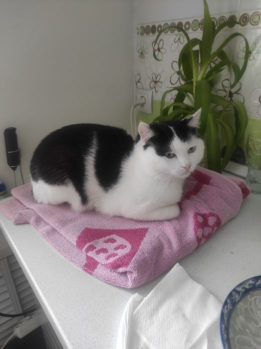 Отдам кота в добрые руки