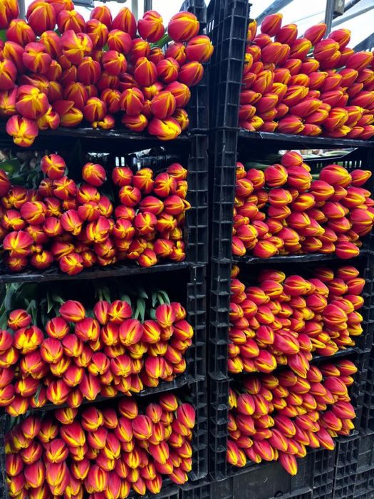 Тюльпаны  премиум качество предзаказ