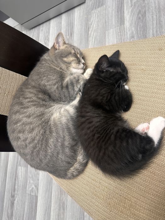 Отдам даром котенка